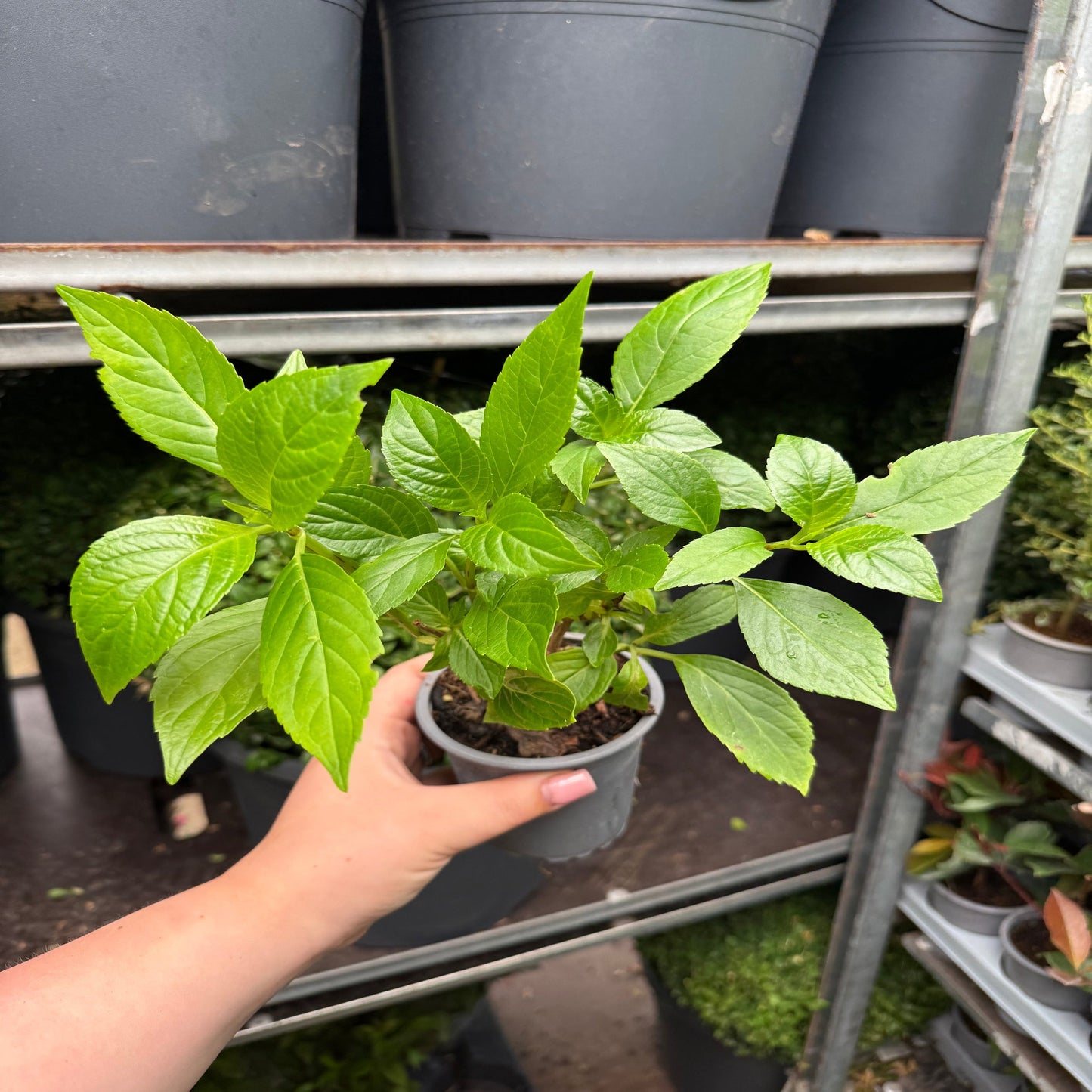 Hydrangea macrophylla 'Miss Saori' 9cm