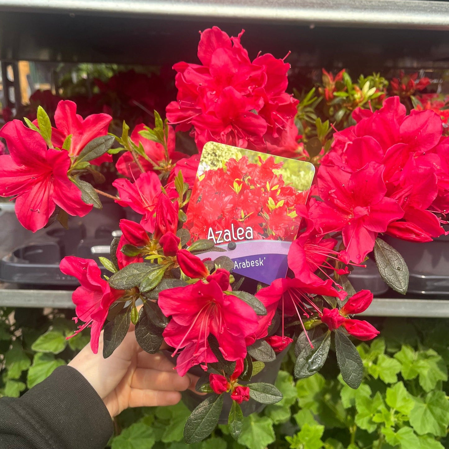 Azalea 'Arabesk'