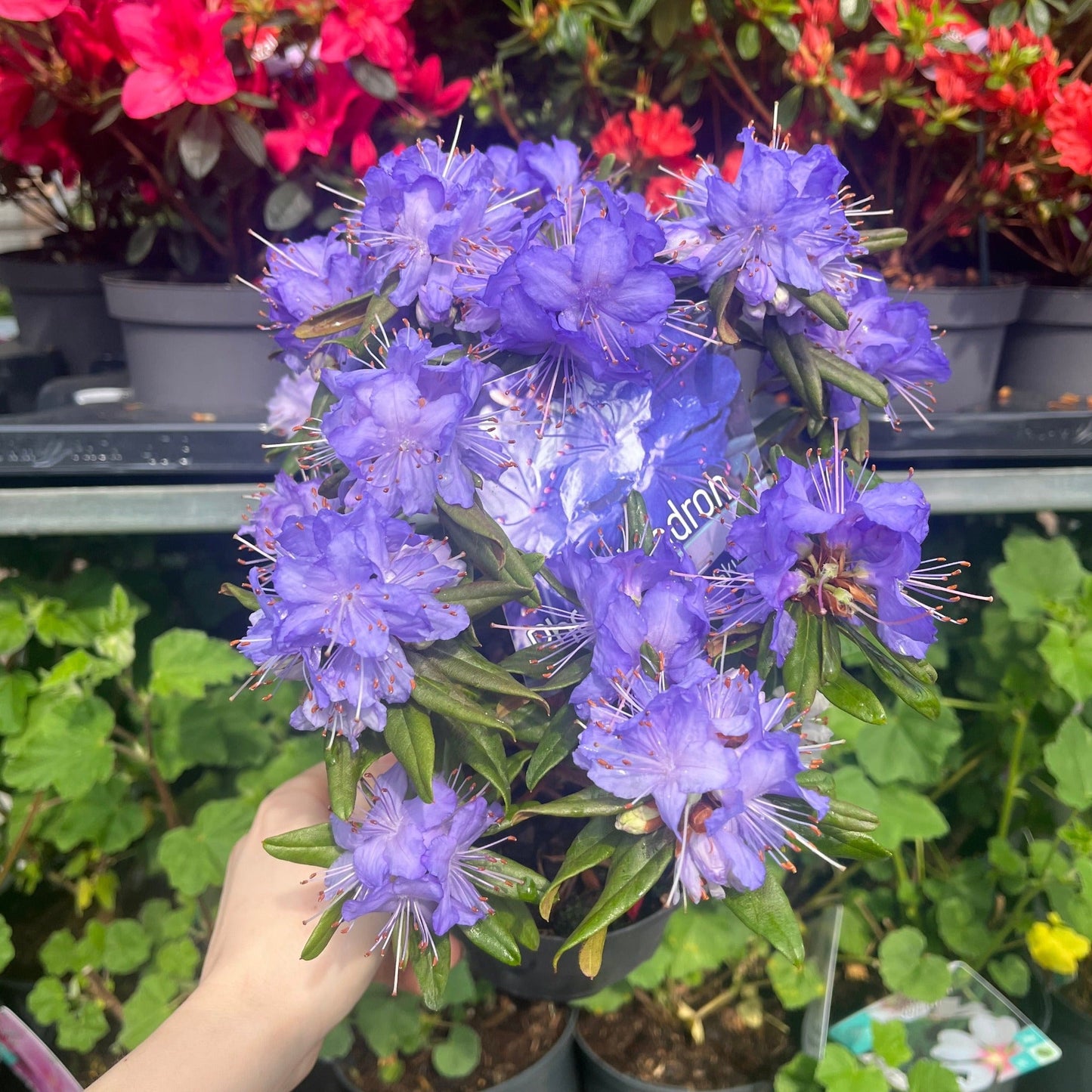 Dwarf Rhododendron 'Purple Pillow' 1L