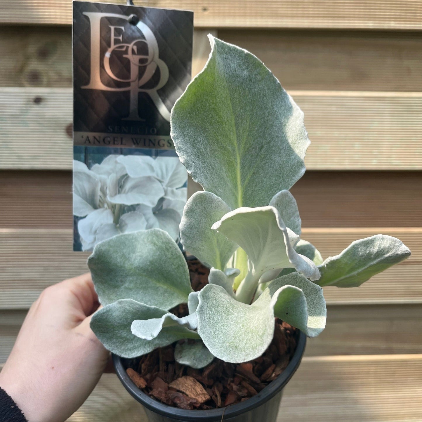 Senecio 'Angel Wings' Evergreen 1.5L/2L/5L