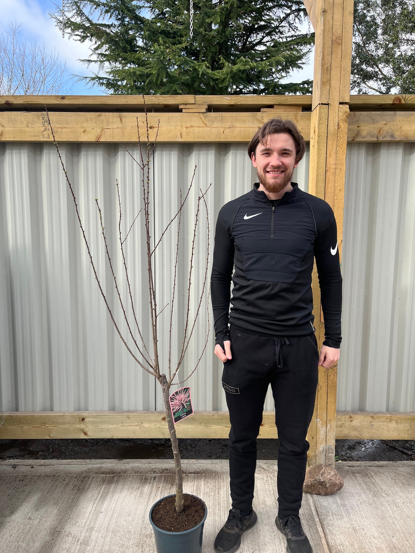 Prunus Triloba | Double Flowering Cherry-Almond Blossom Tree