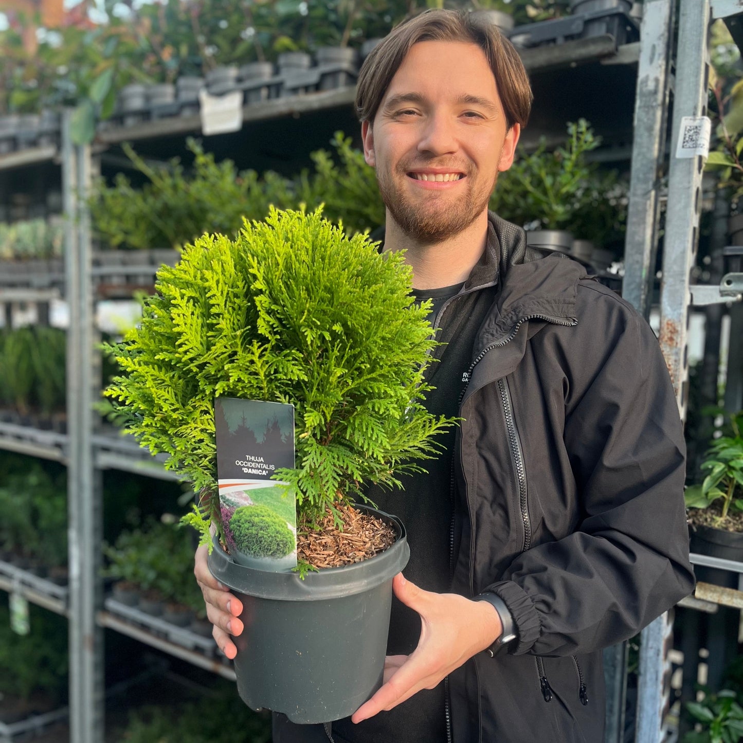 Thuja occidentalis 'Danica' 2L / 3L / 10L
