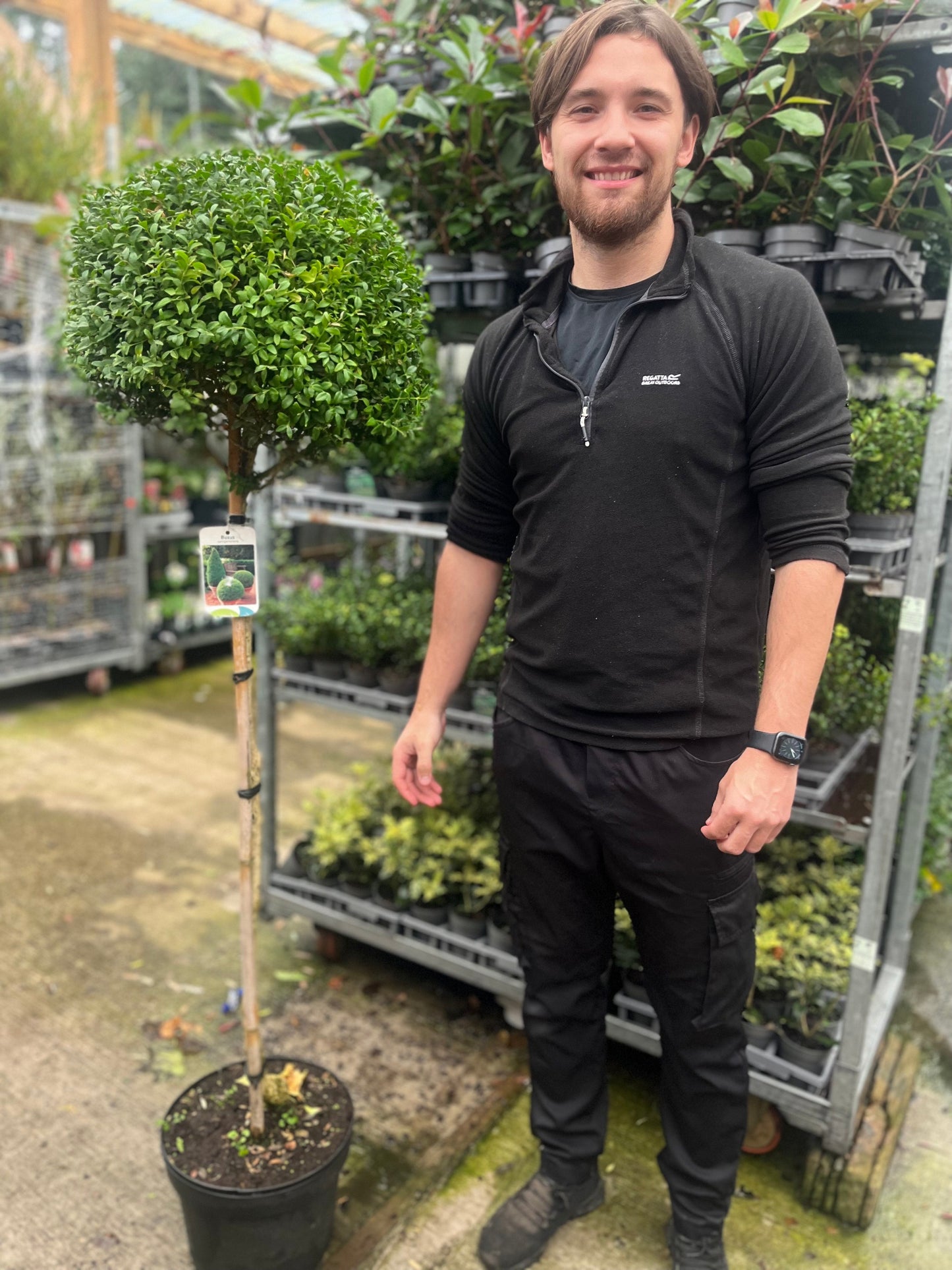 Buxus Topiary Ball on Stem | Buxus sempervirens Topiary | 80-90cm/160cm