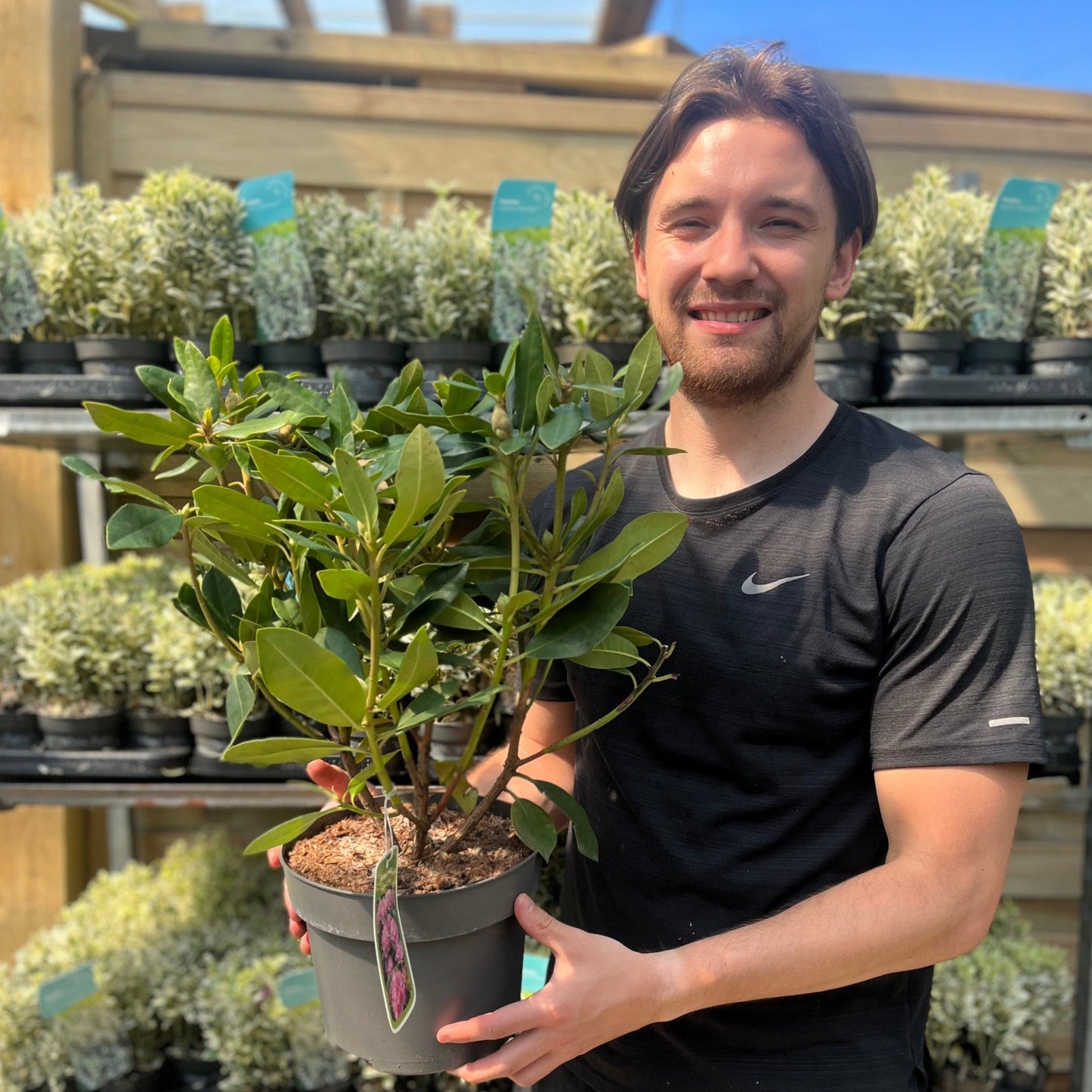 Rhododendron Roseum Elegans 2-5L