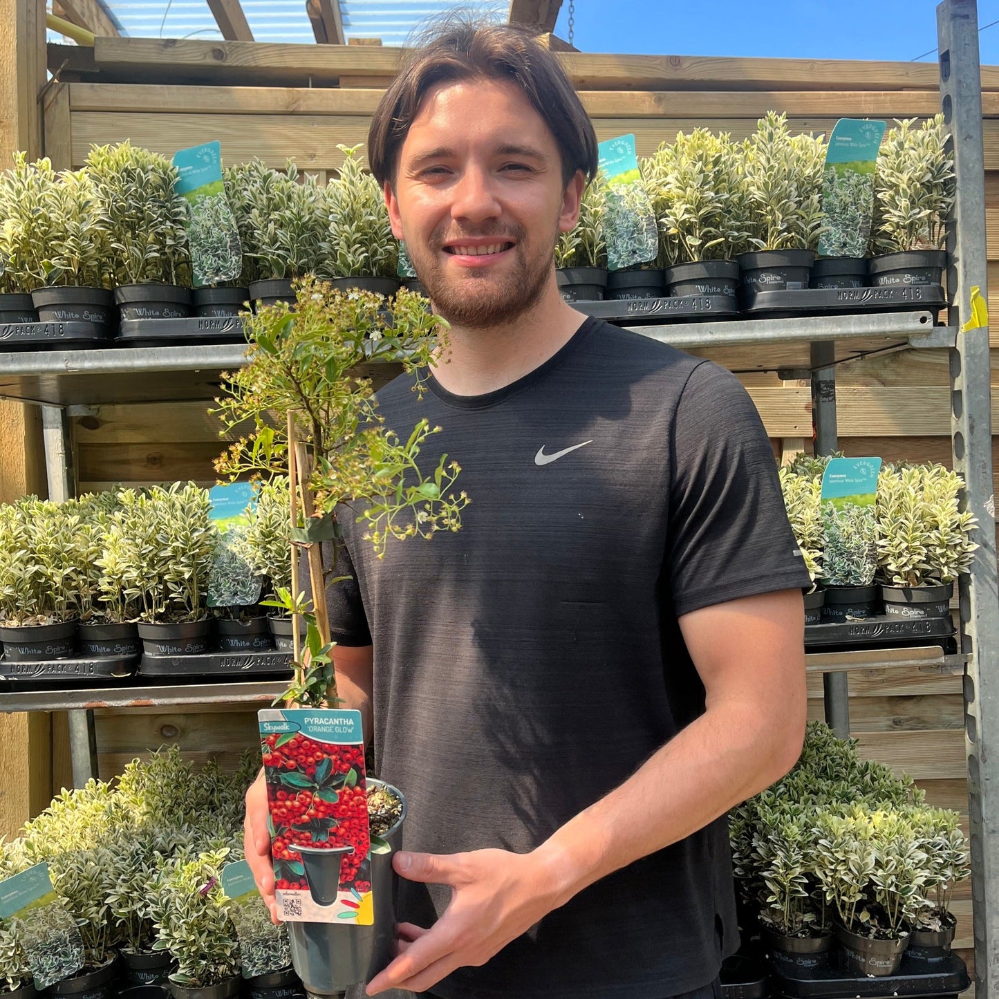 Pyracantha coccinea 'Orange Glow' 1L/2L