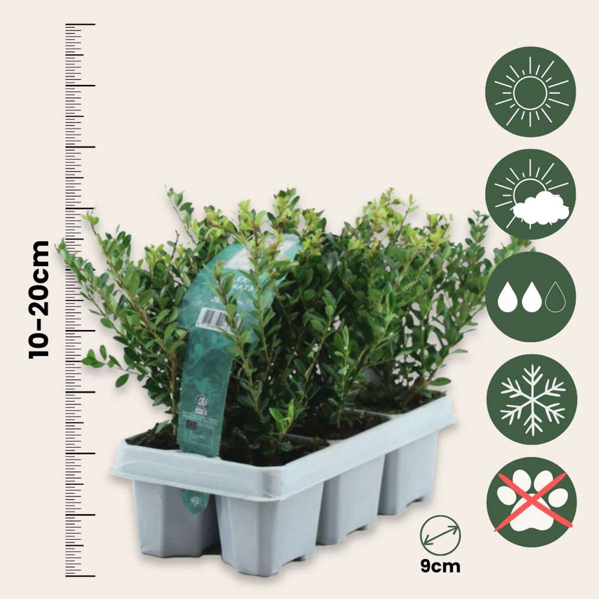 Japanese holly - 48 pcs. - Ilex crenata 'Jenny' - Height 10-20cm - ⌀9cm