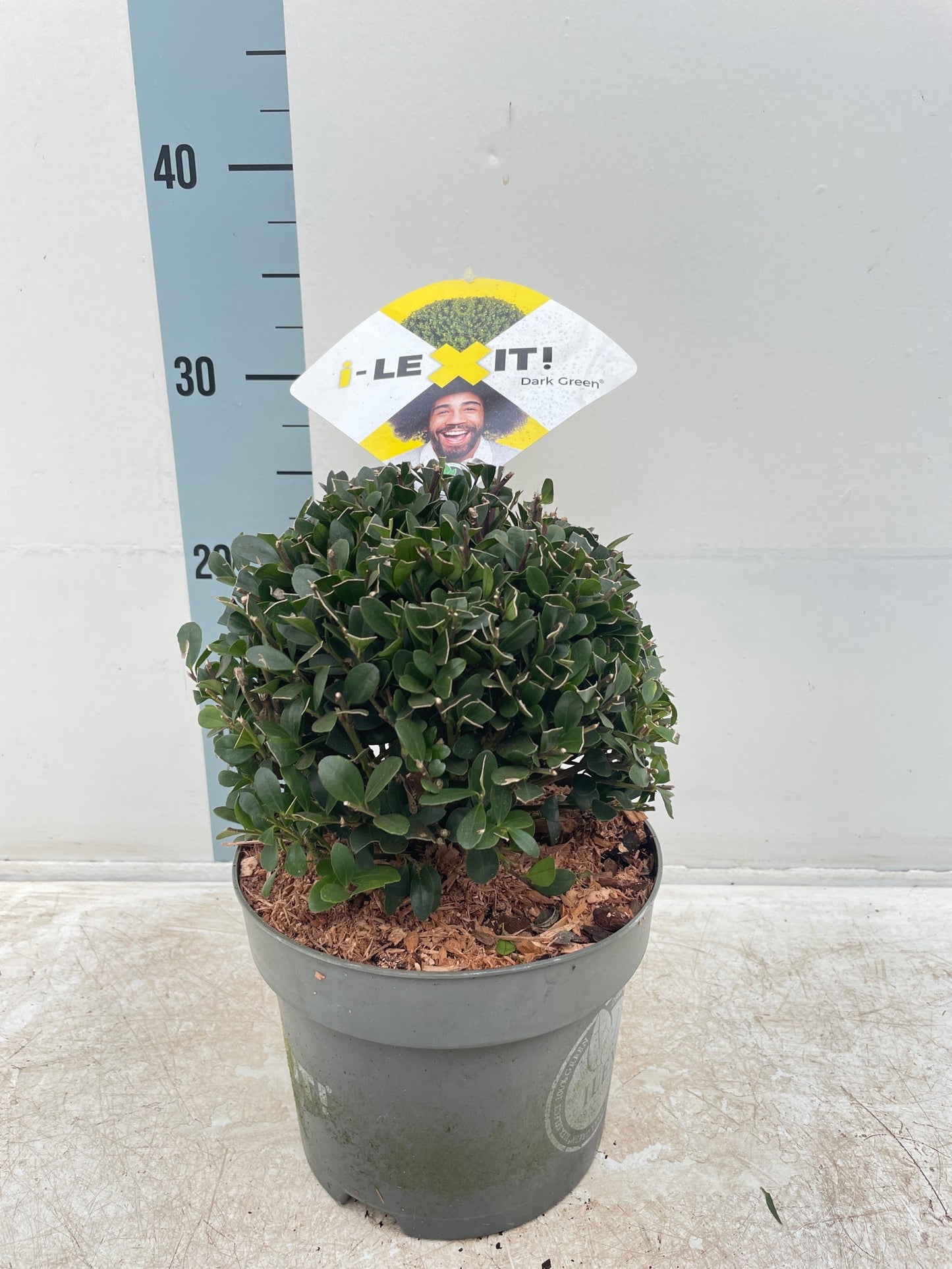 Ilex crenata Dark Green Ball 2L/5L/7.5L