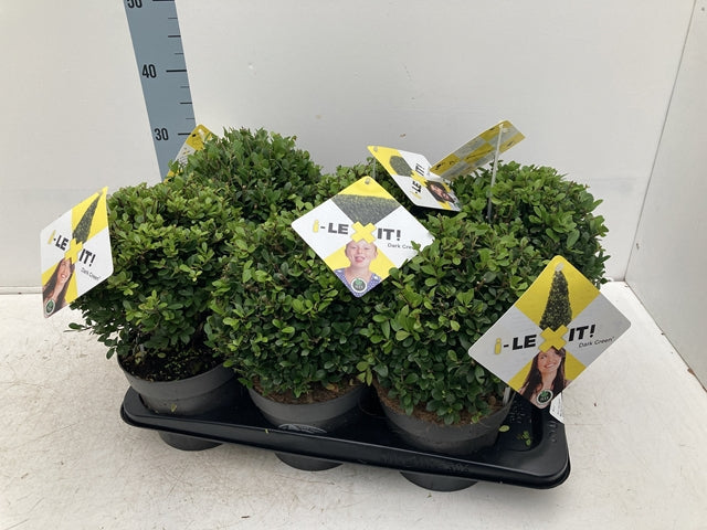 Ilex crenata Dark Green Ball 2L/5L/7.5L