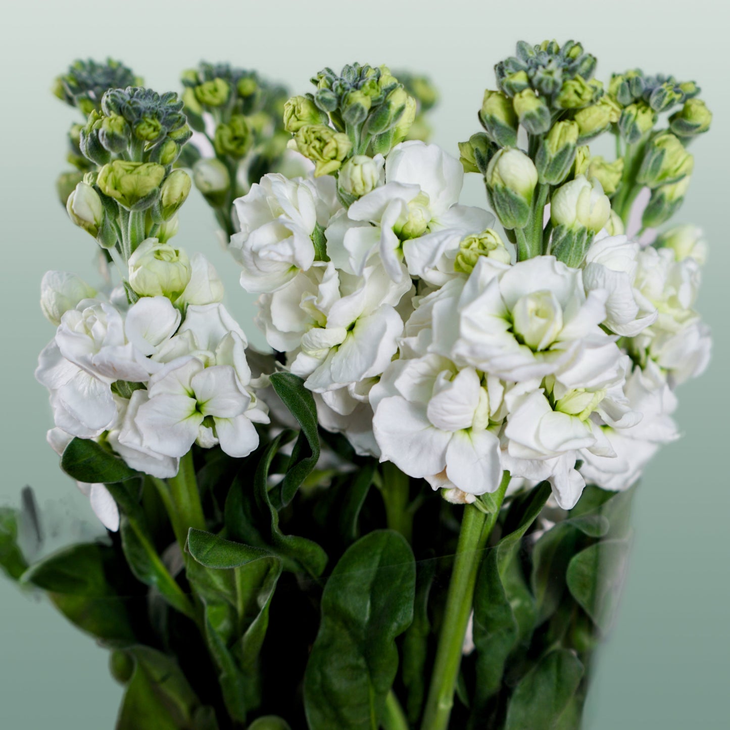 Matthiola Iron White