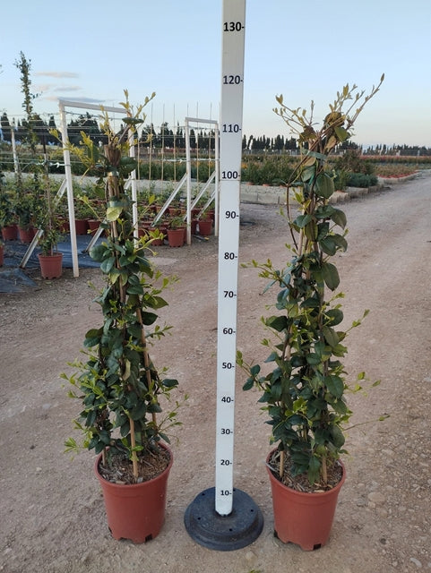 Trachelospermum jasminoides | Evergreen Star Jasmine Cone
