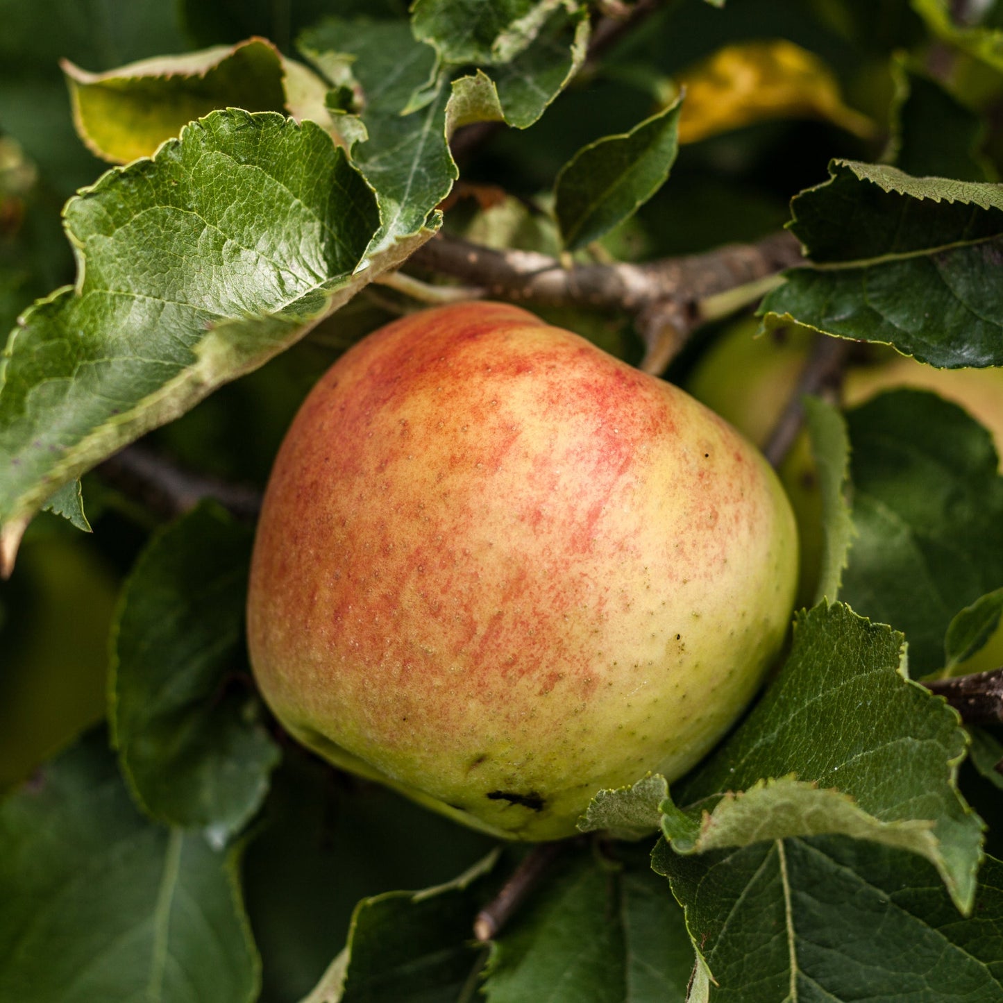 Dwarf/Patio Apple Tree -  Dometica 'Jonagold'