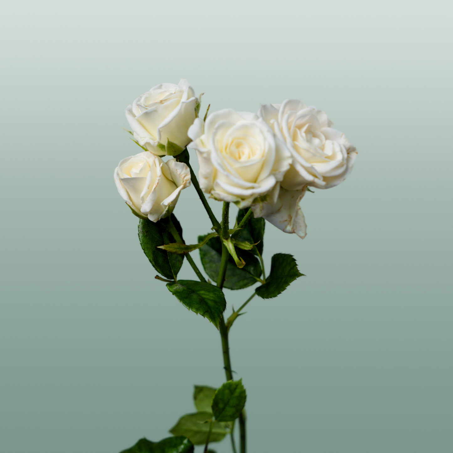 Spray Rose - Rosa - Josephine