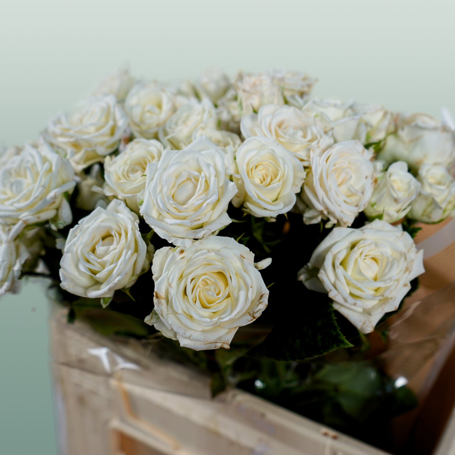 Spray Rose - Rosa - Josephine