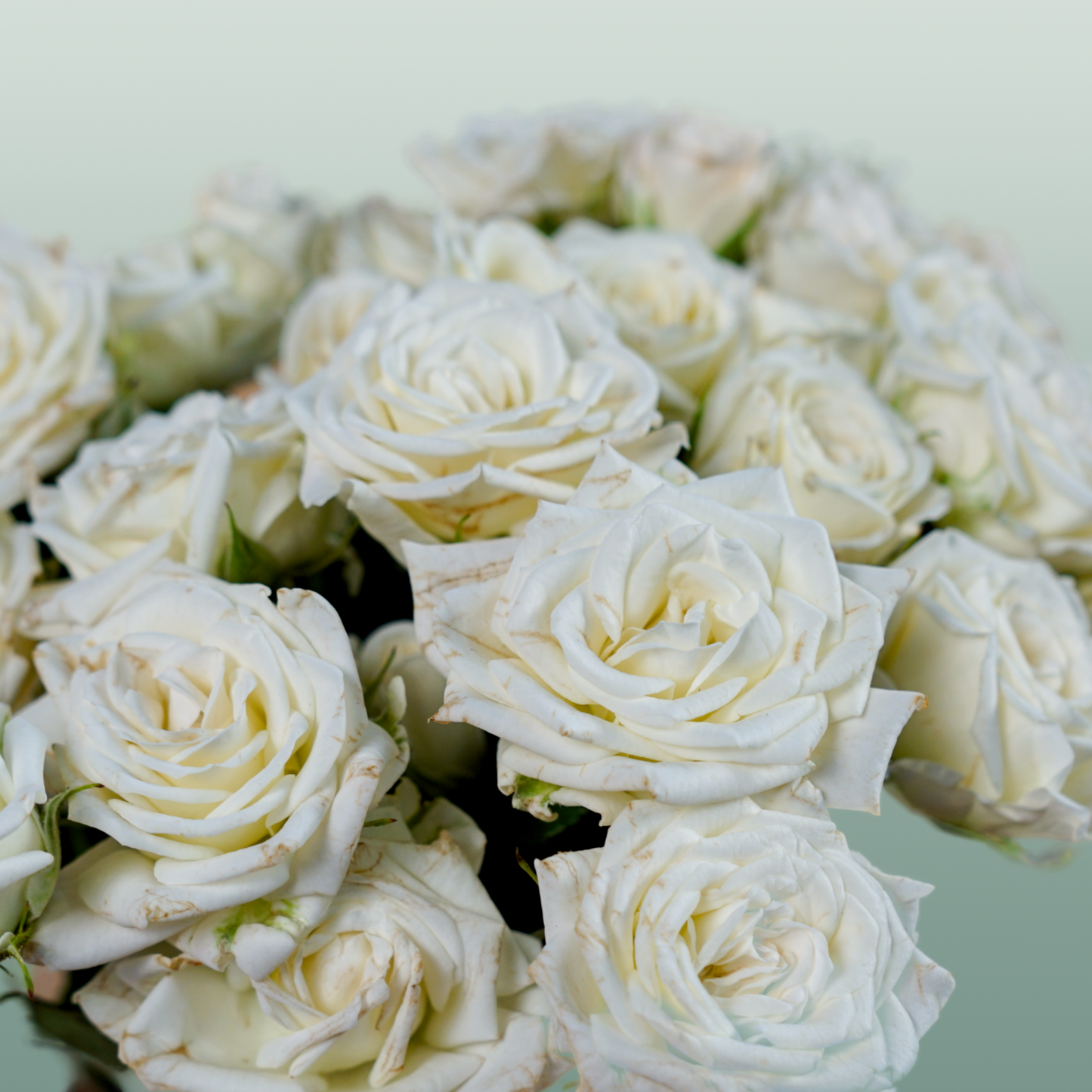 Spray Rose - Rosa - Josephine