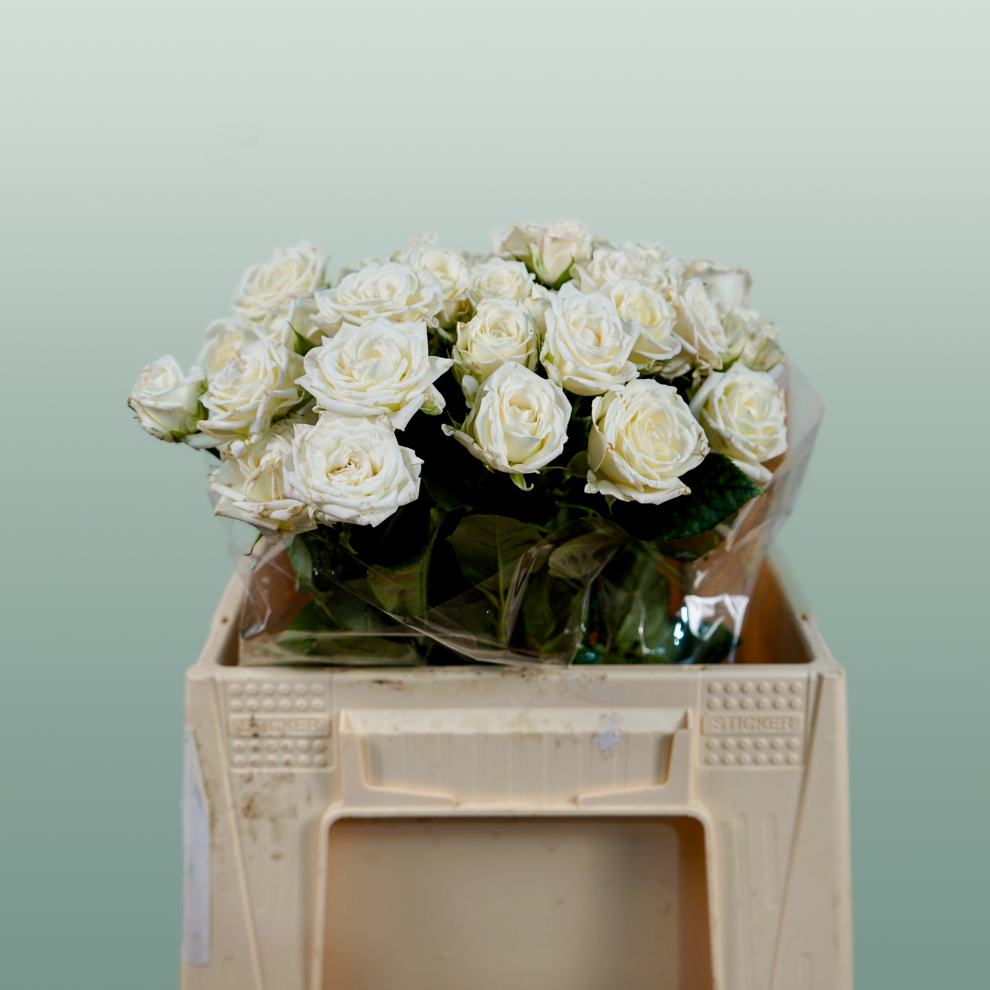 Spray Rose - Rosa - Josephine