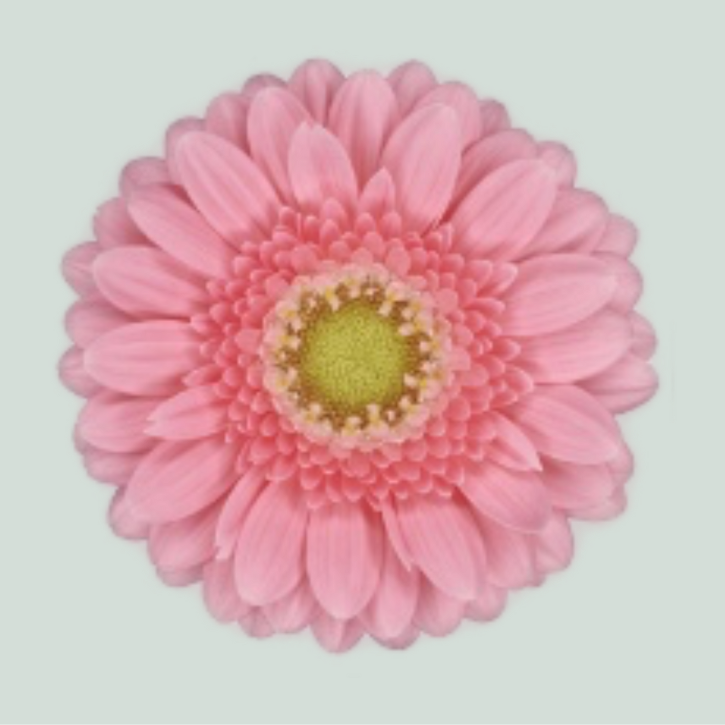 Pink Germini ‘Juna’ Cut Flowers – 40cm Stems