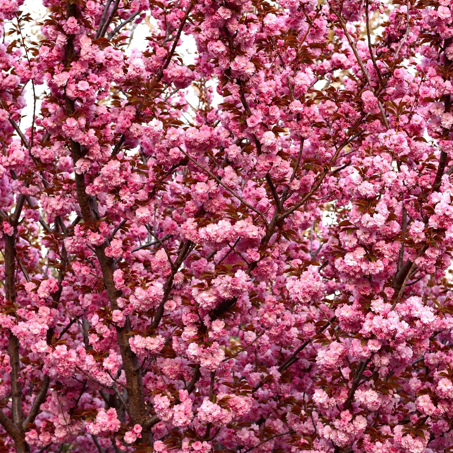 Ornamental Flowering Cherry Blossom Tree Dwarf - Prunus serrulata 'Kanzan'