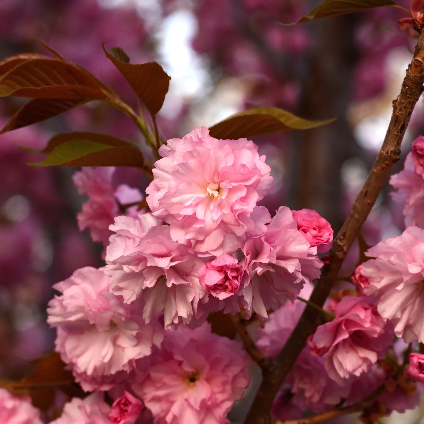 Ornamental Flowering Cherry Blossom Tree Dwarf - Prunus serrulata 'Kanzan'
