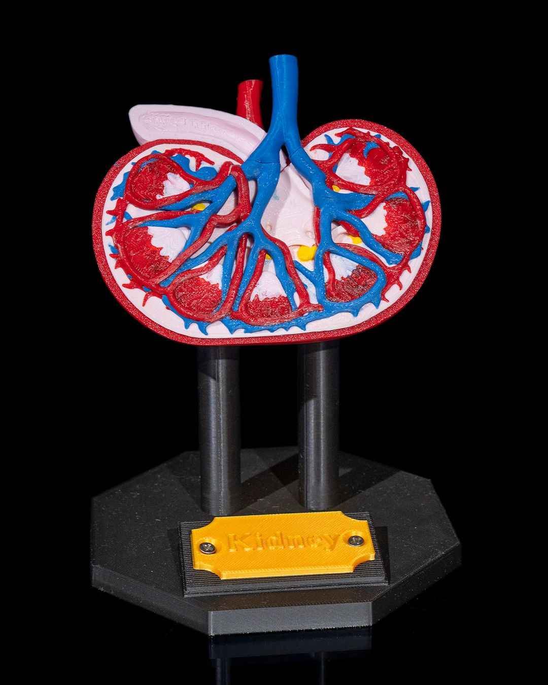 Kidney educational model