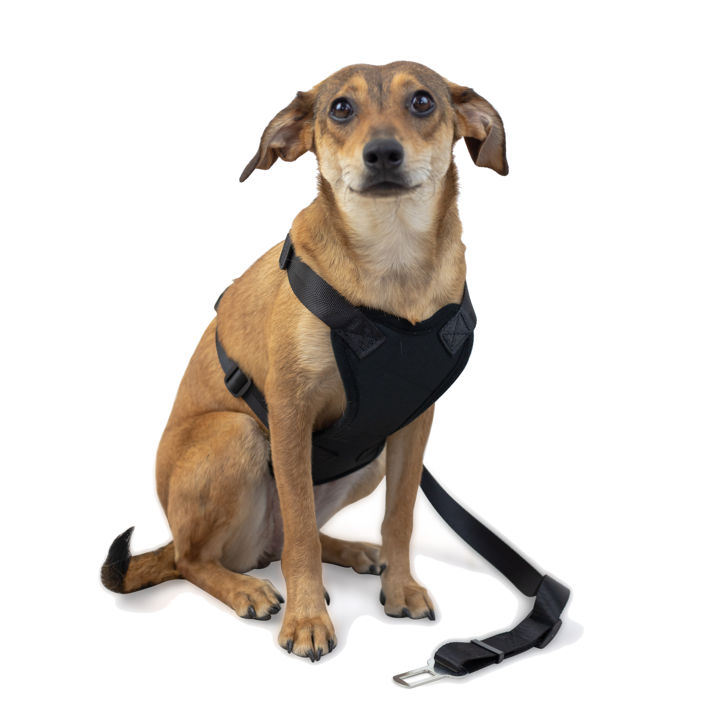 Strap Harness