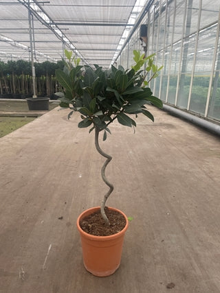 Corkscrew Twisted Stem Standard Bay Tree | Laurus nobilis | 50-60cm, 70-80cm.
