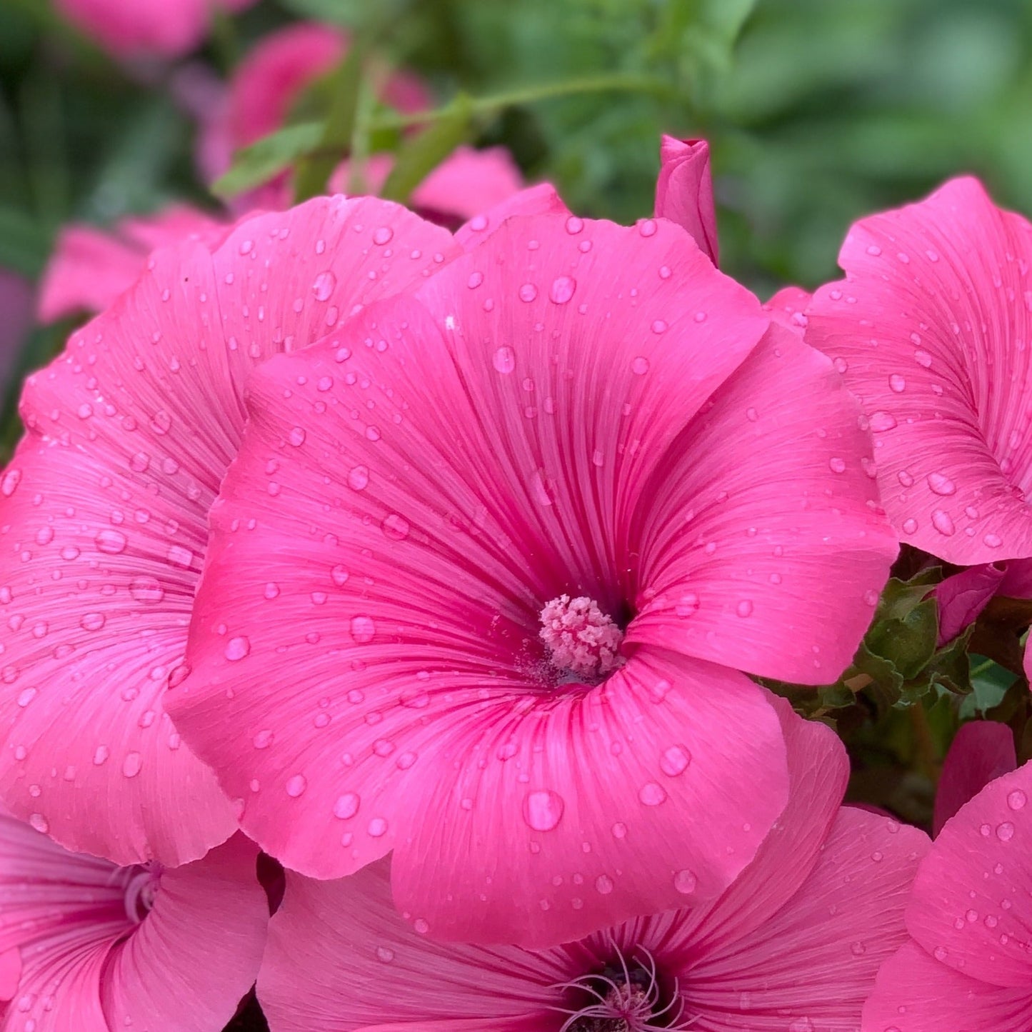 Lavatera 'Burgundy Wine'