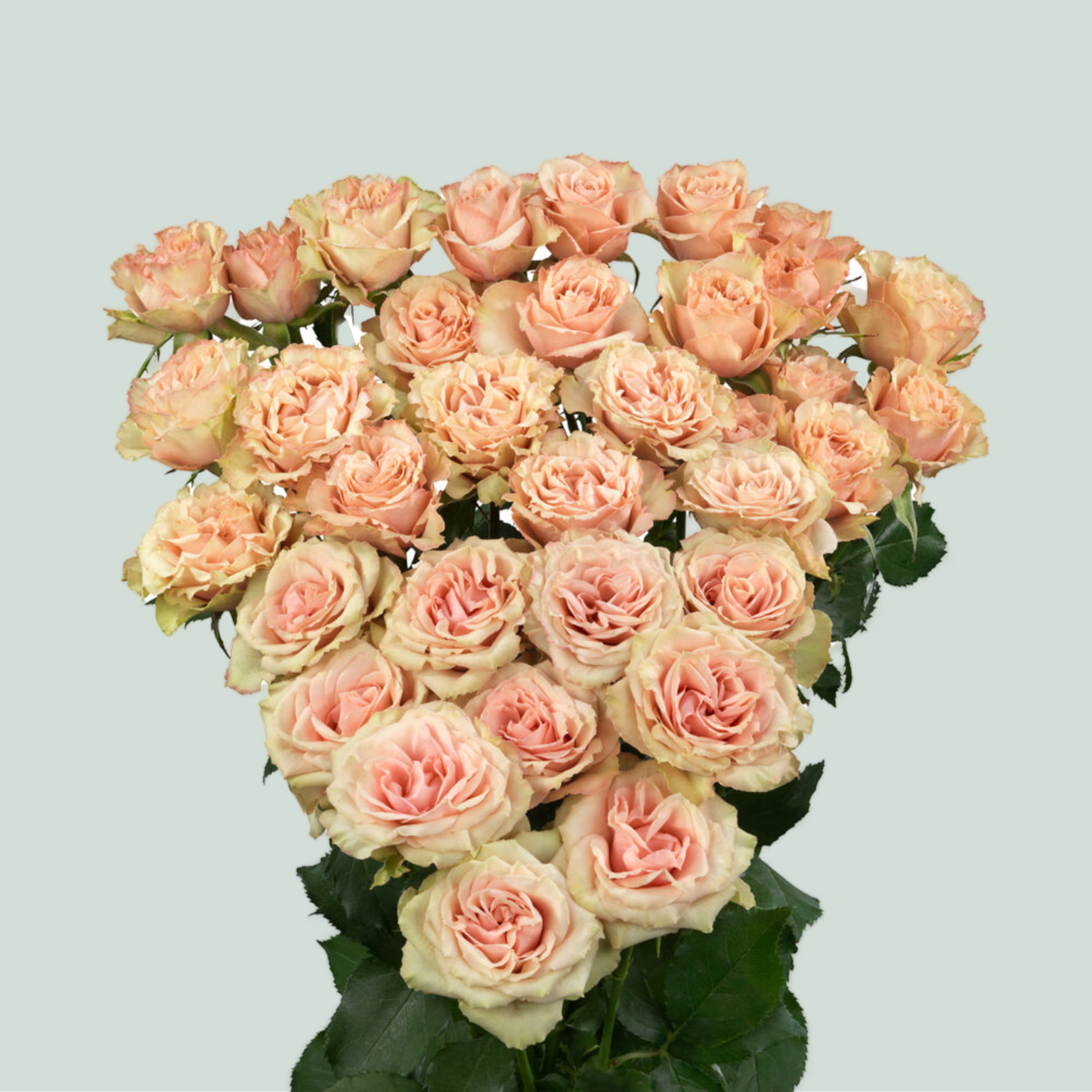 Spray Rose Layota