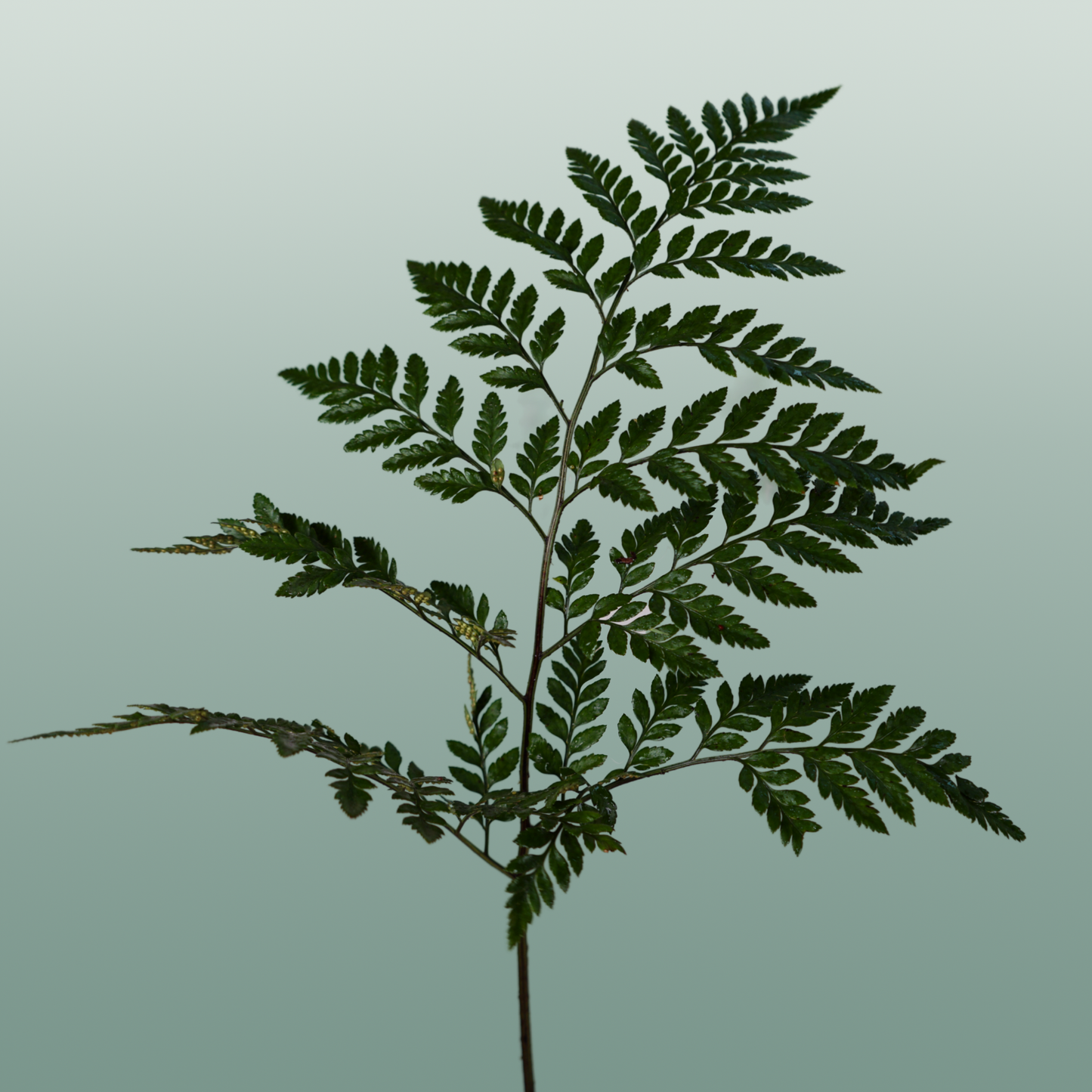 GR Leather Leaf Junior
