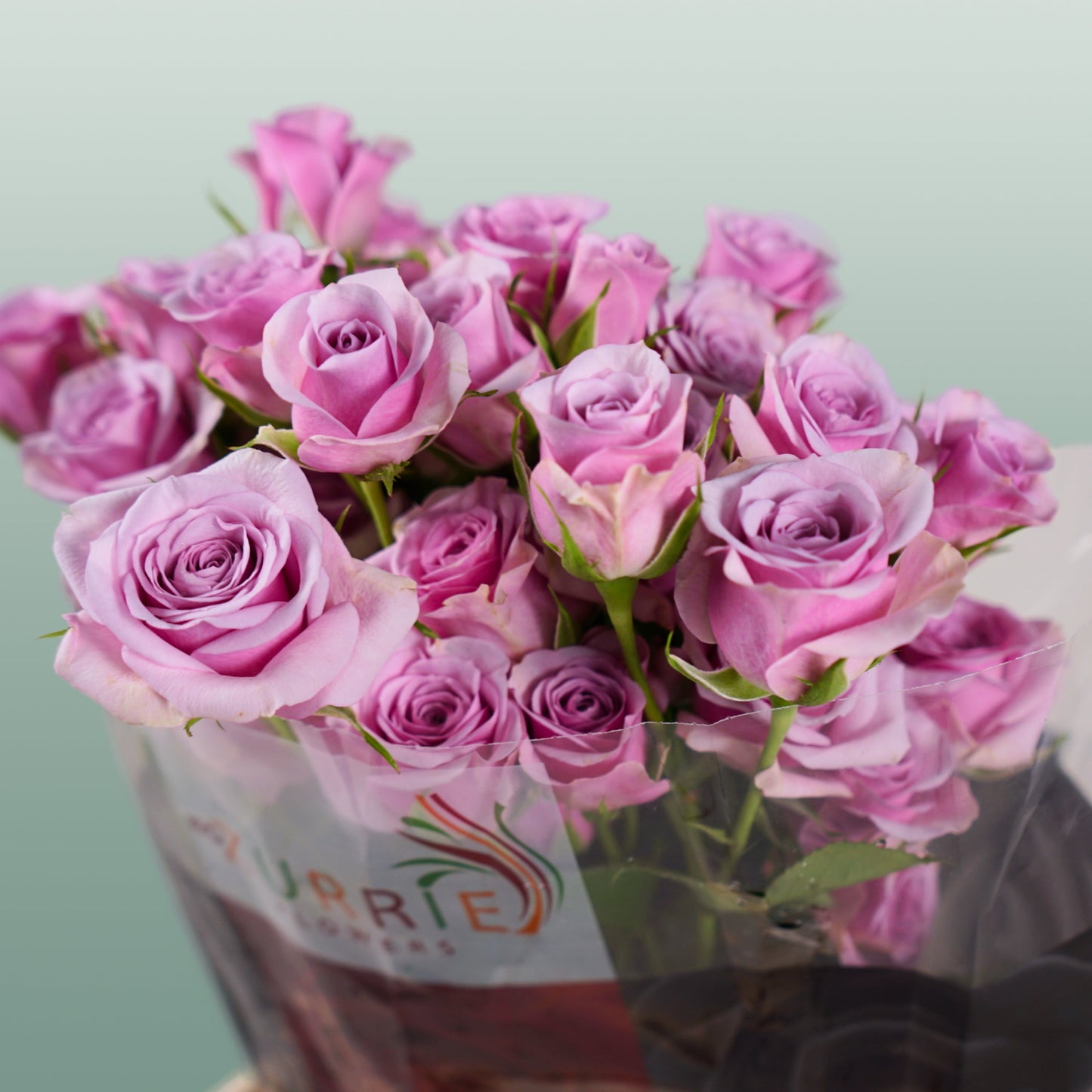 Spray Rose - Rosa - Leila