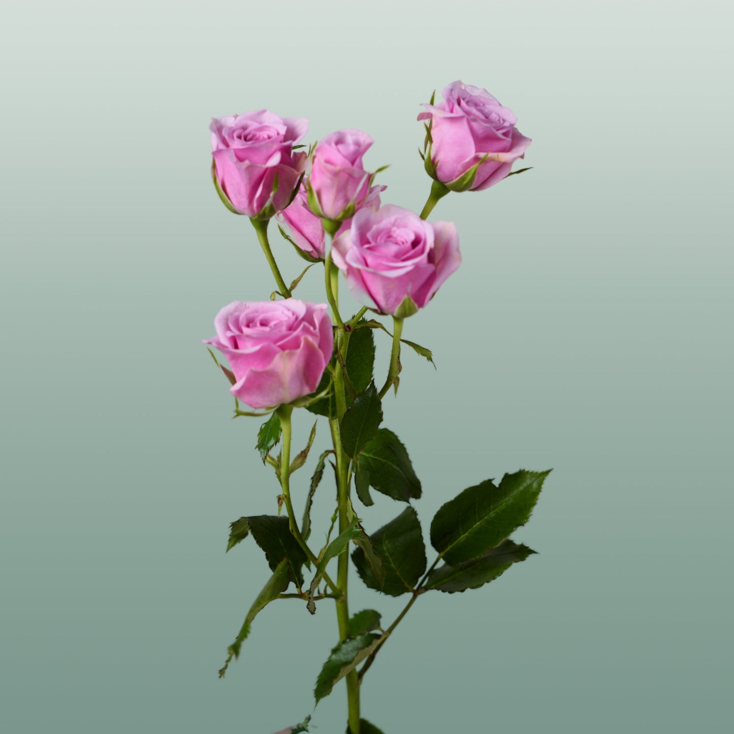 Spray Rose - Rosa - Leila