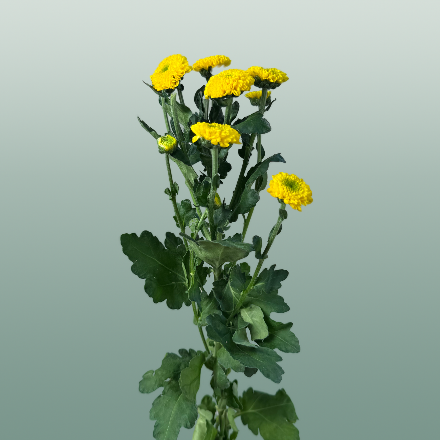 Chrysanthemum Spray Letitbe
