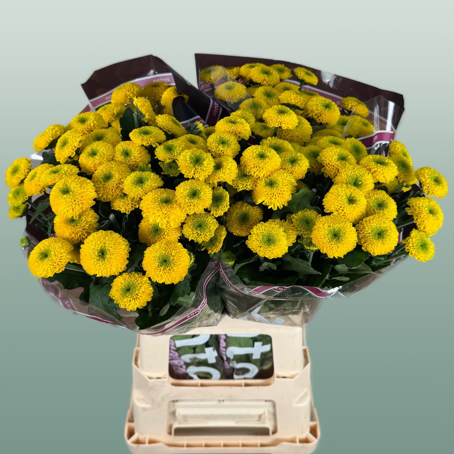 Chrysanthemum Spray Letitbe