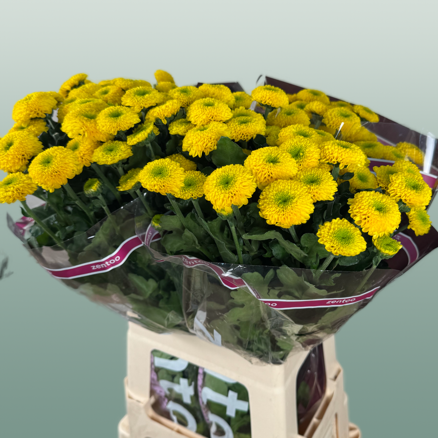 Chrysanthemum Spray Letitbe