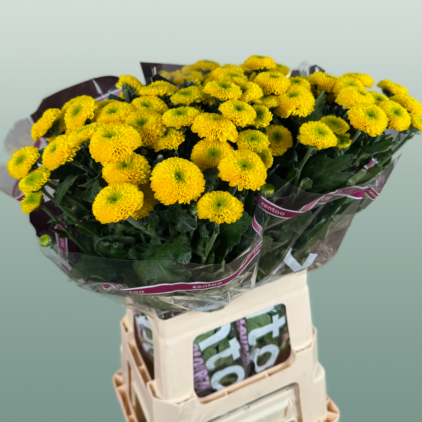 Chrysanthemum Spray Letitbe