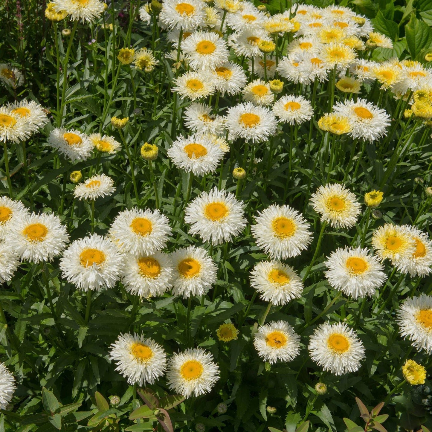 Leucanthemum Western Star 'Gemini' 9cm