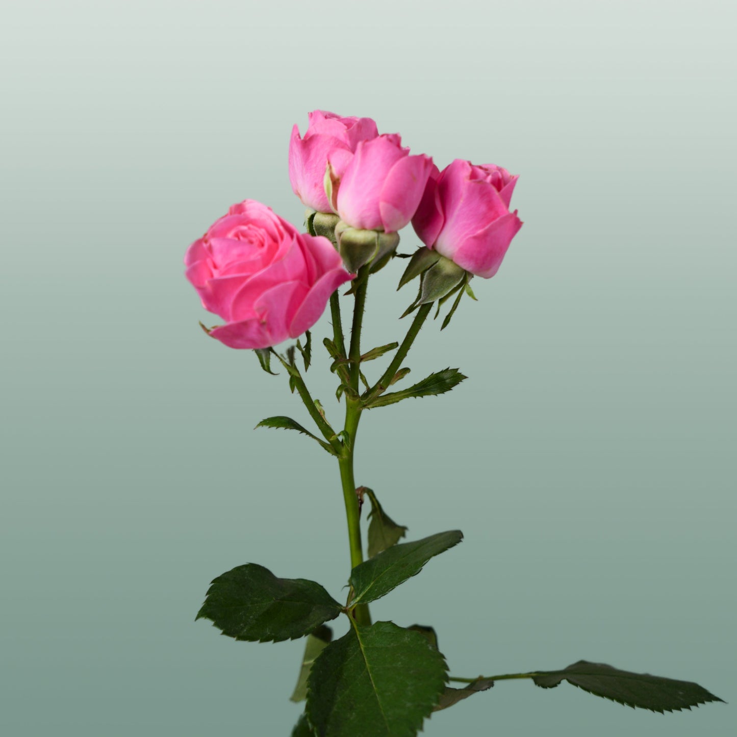 Spray Rose - Rosa - Lianne