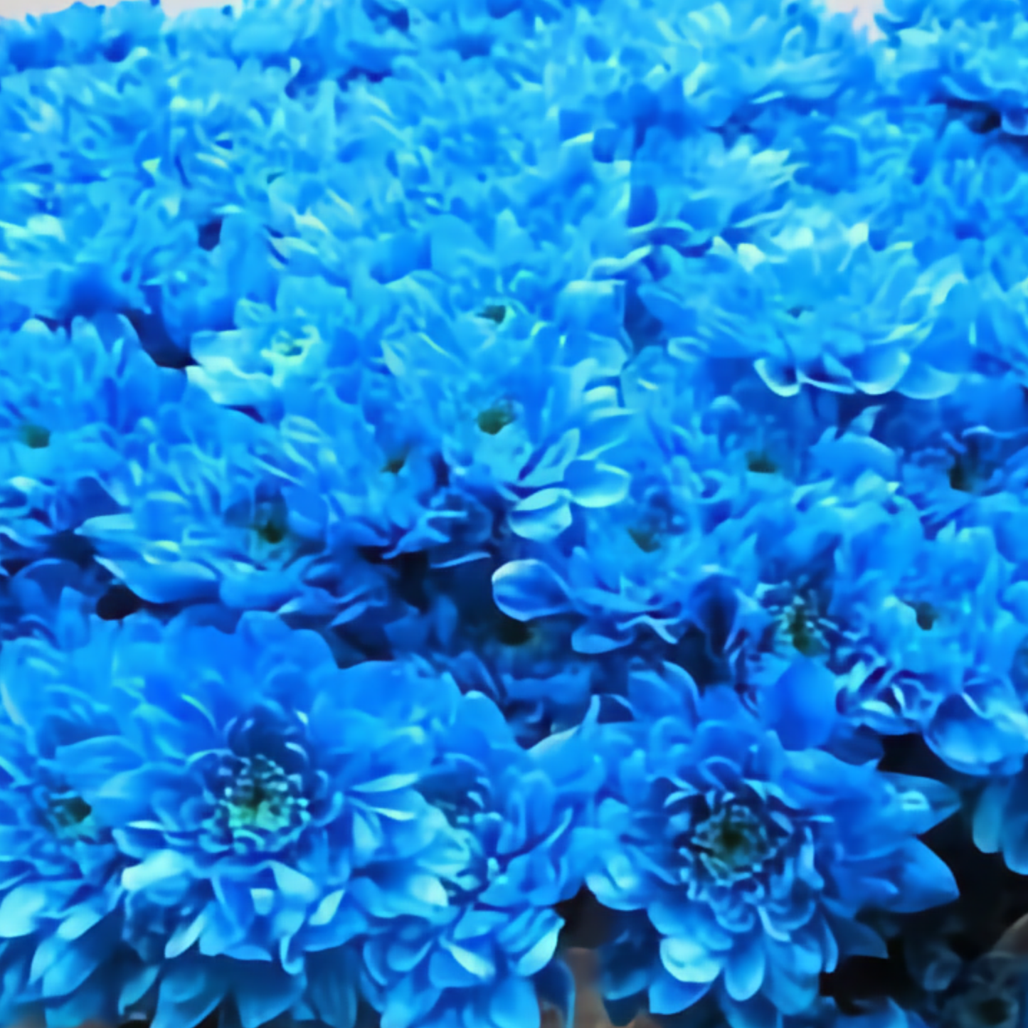 Chrysanthemum Spray Dyed Light Blauw