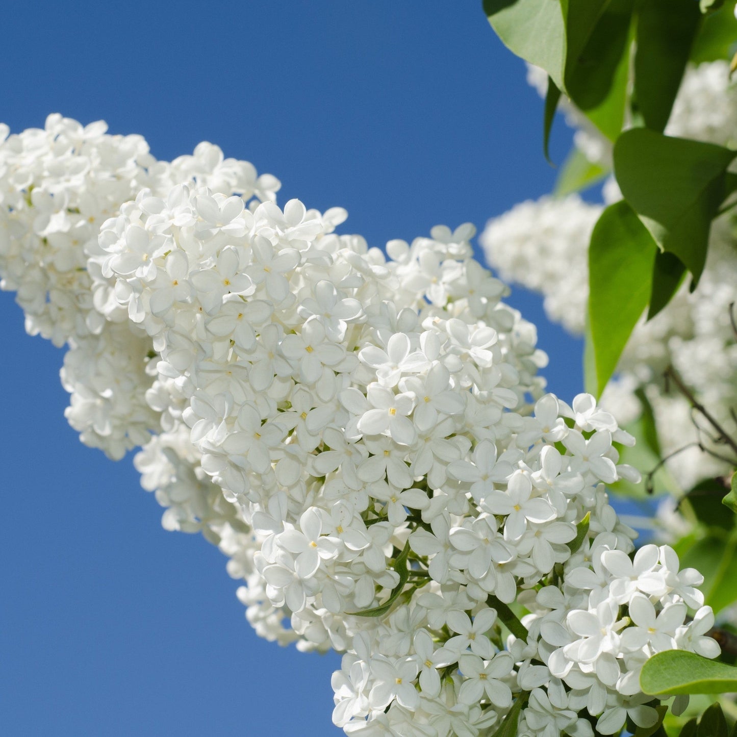 Syringa vulgaris Florent Stepman 2L