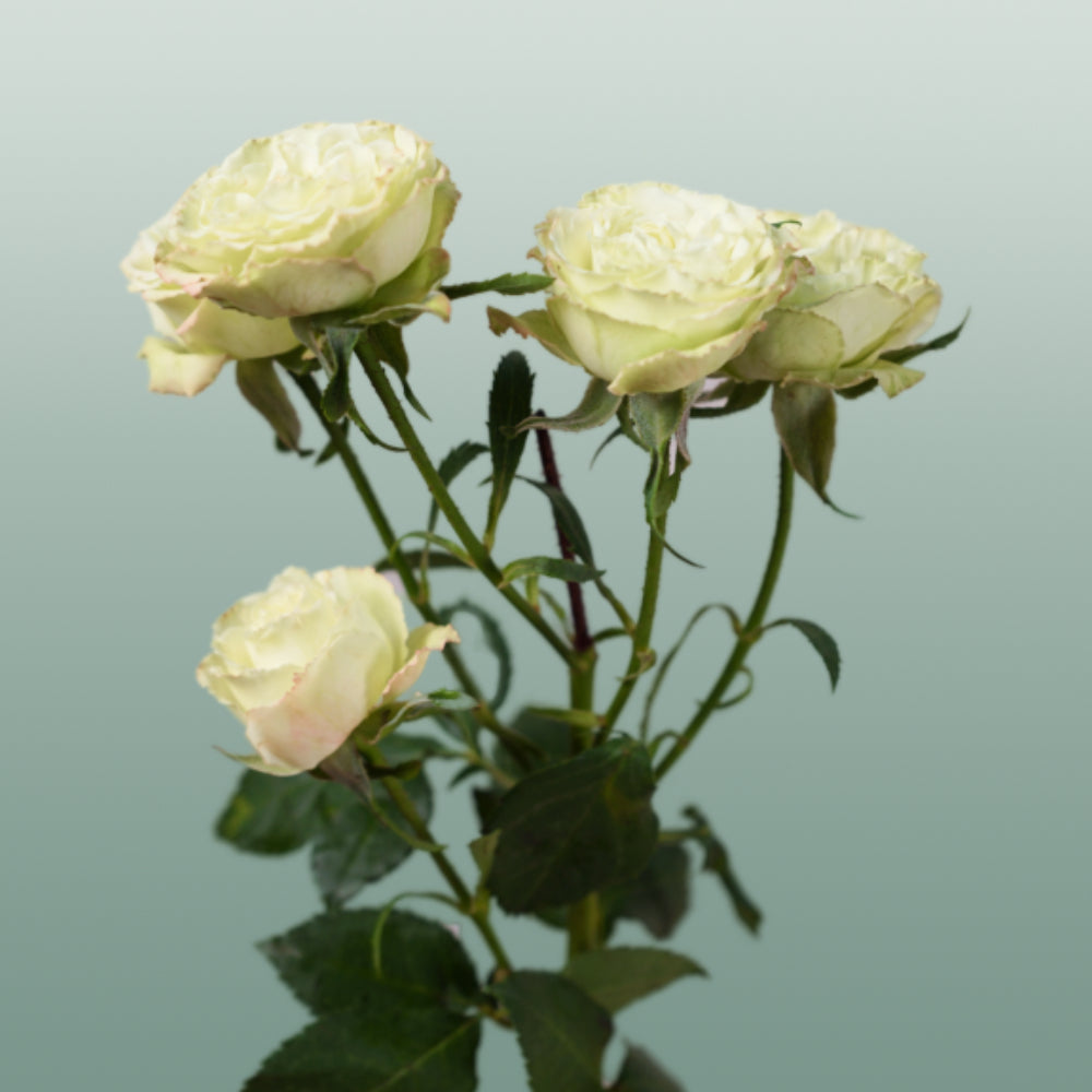 Spray Rose - Rosa - Limousine
