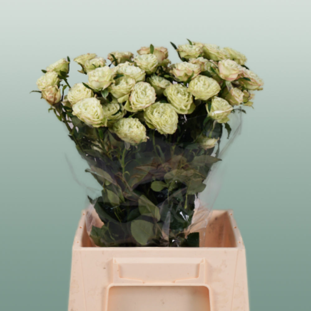 Spray Rose - Rosa - Limousine