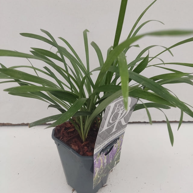 Lirope muscari 'MoneyMaker' 1L
