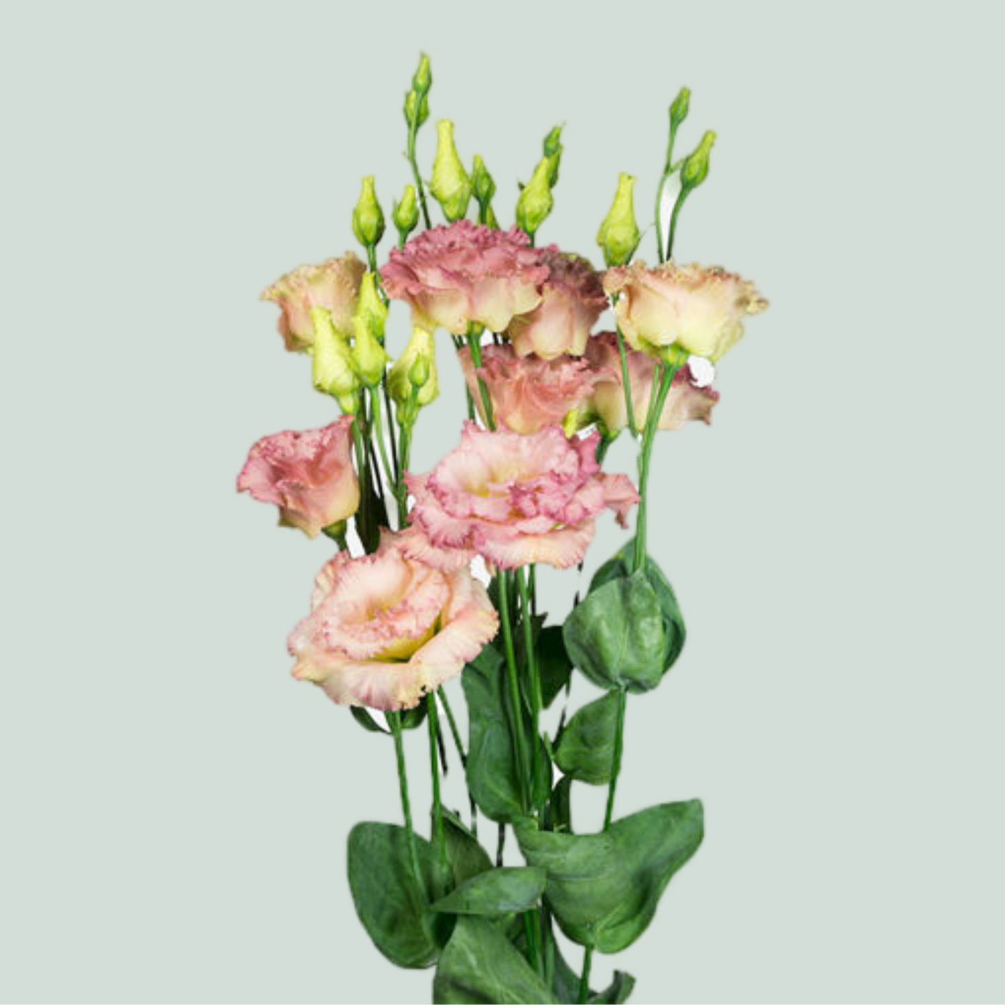 Alissa Champagne Lisianthus Cut Flowers – 70cm Stems