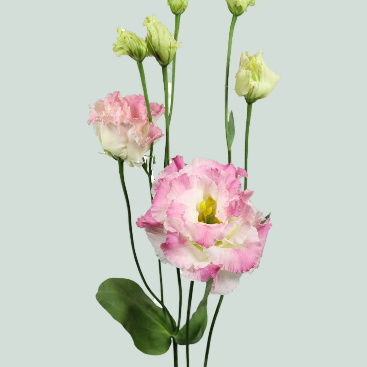 Eustoma Alissa First Love (10 Stems)