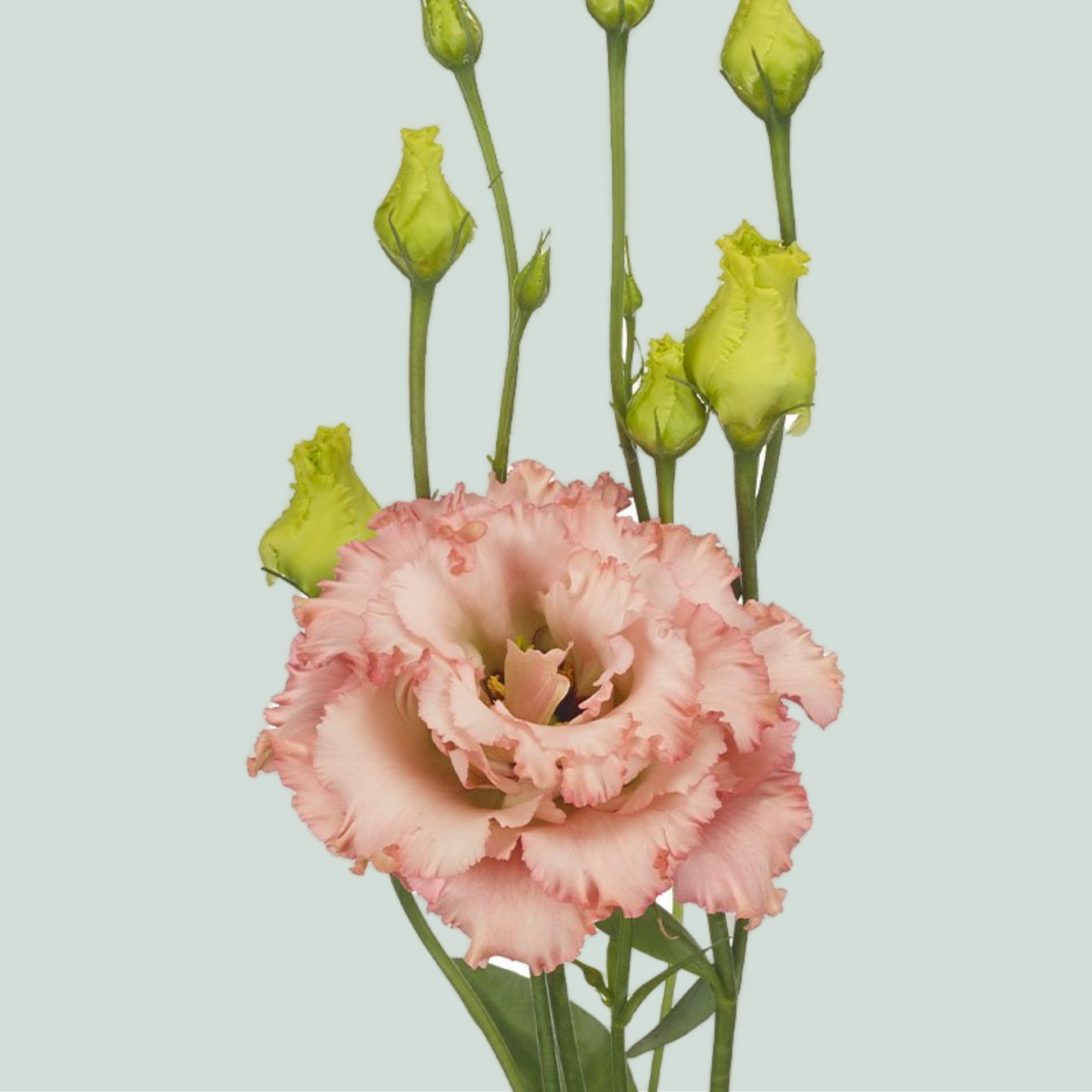 Alissa Peach Lisianthus Cut Flowers – 70cm, 10 Stems