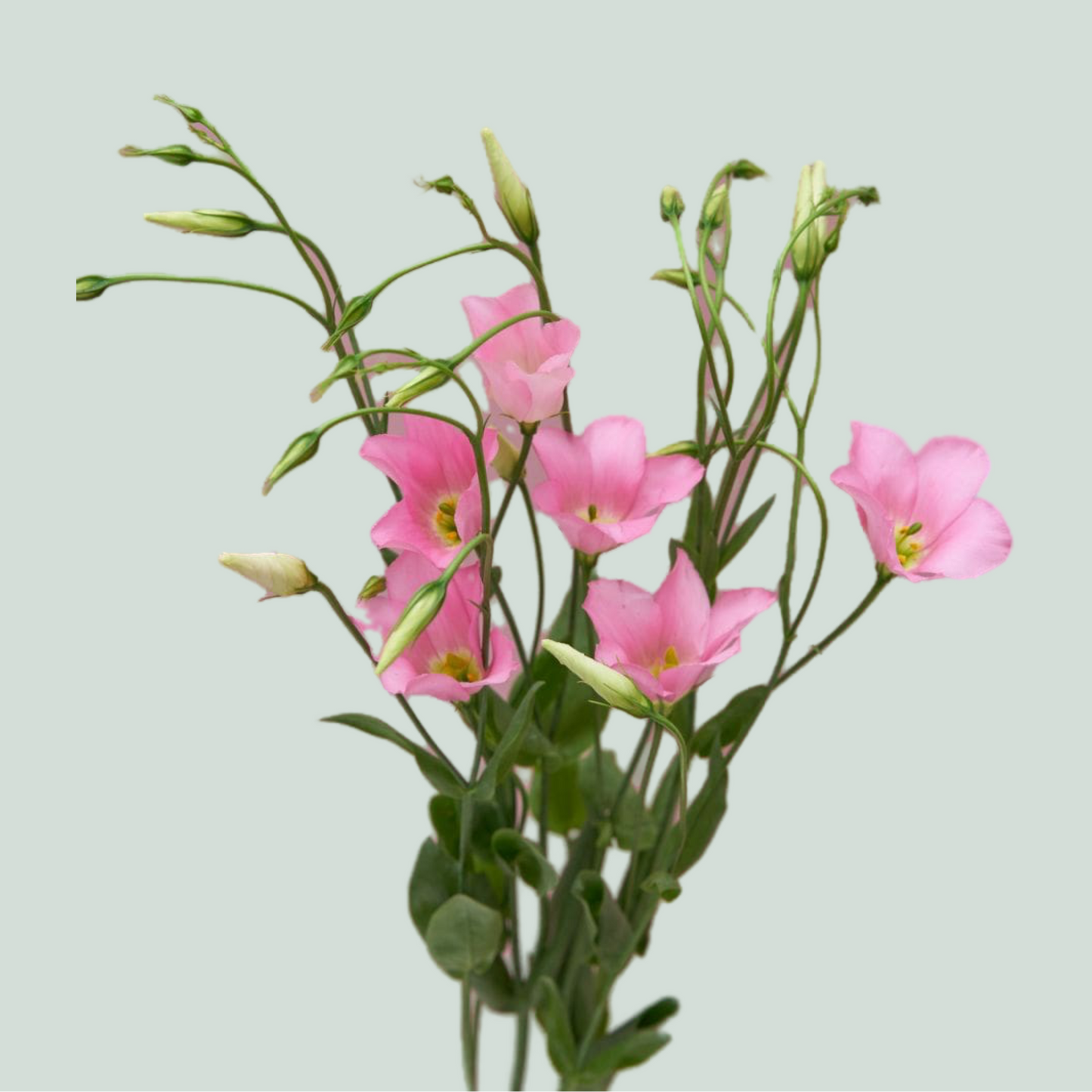 Pink Lisianthus ‘Cecil Pink’ – 70cm Stems