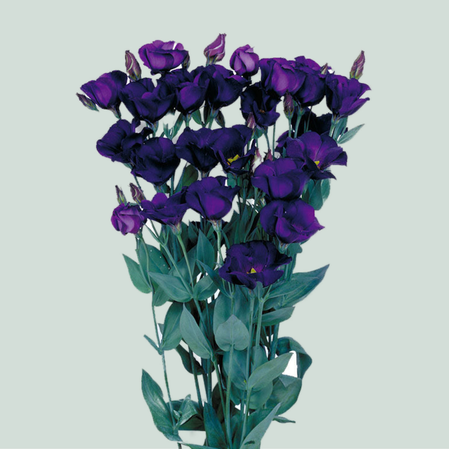 Purple Lisianthus ‘Piccolo Violet’ – 70cm Stems