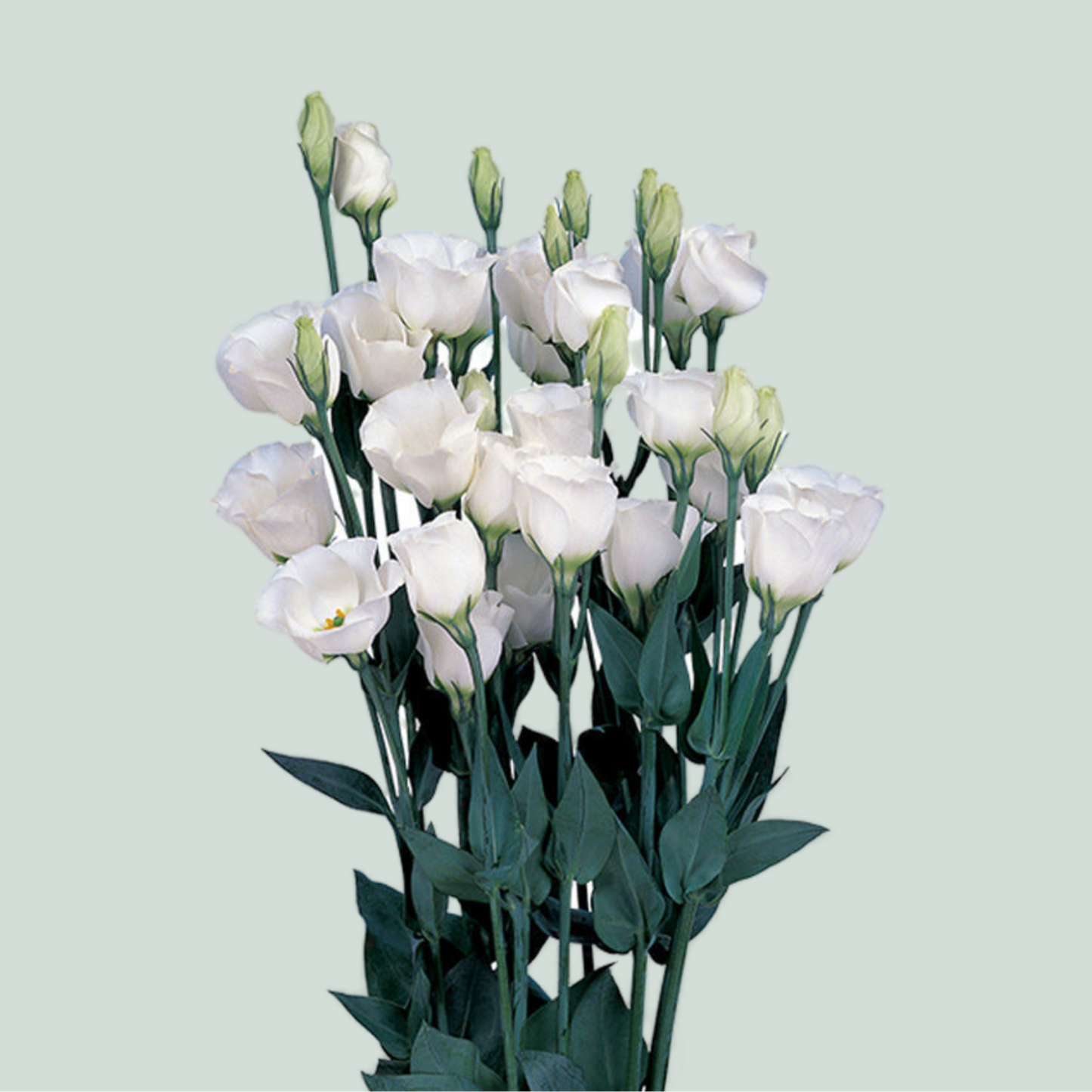 White Lisianthus ‘Piccolo White’ – 70cm Stems