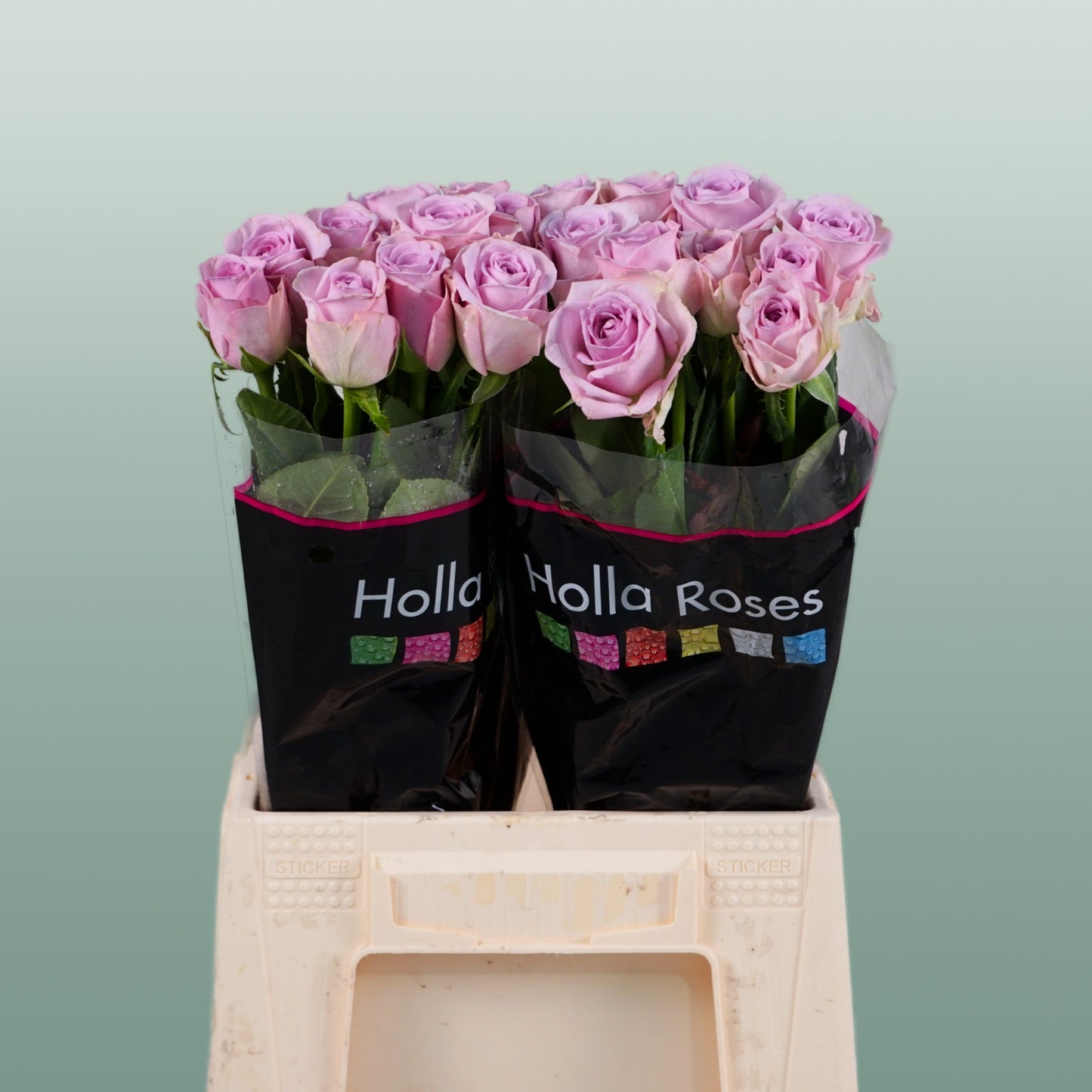 Rose - Rosa - Lovely Aqua