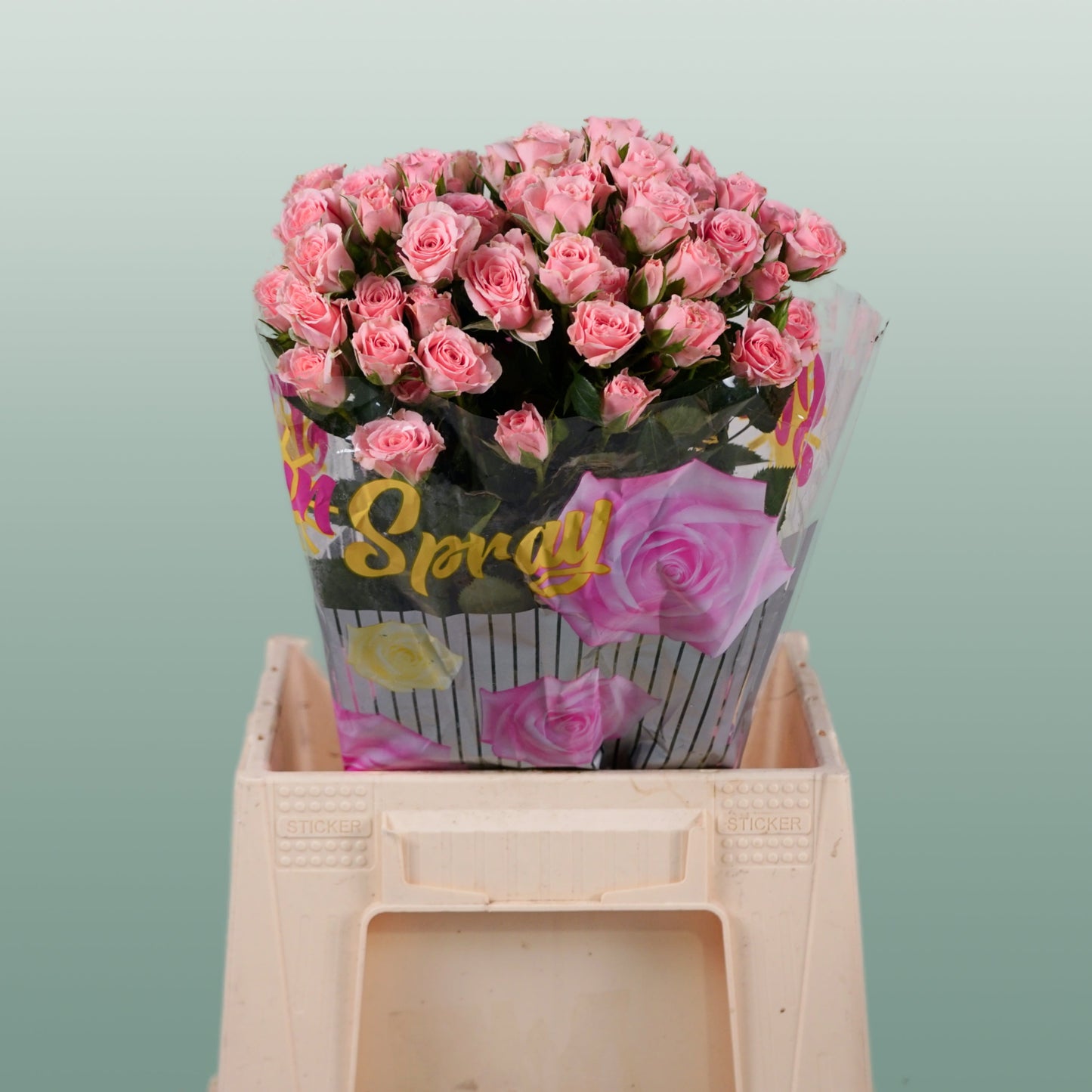 Spray Rose - Rosa - Lydia