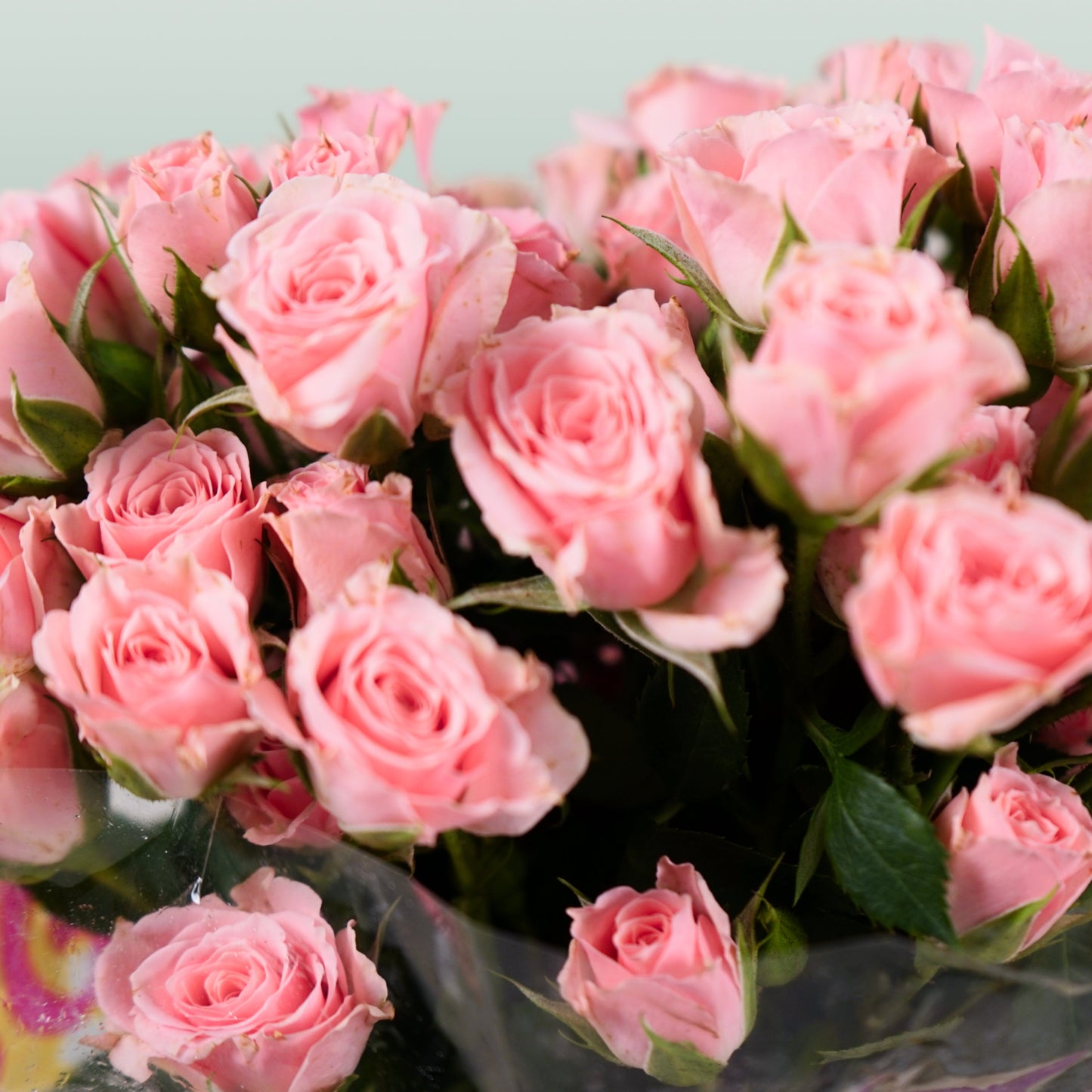 Spray Rose - Rosa - Lydia